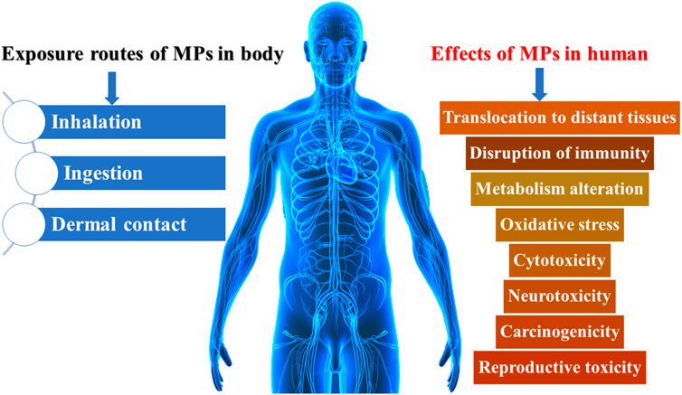 Image credit: Frontiers. The potential harm of microplastics to the human body KellyOnTech