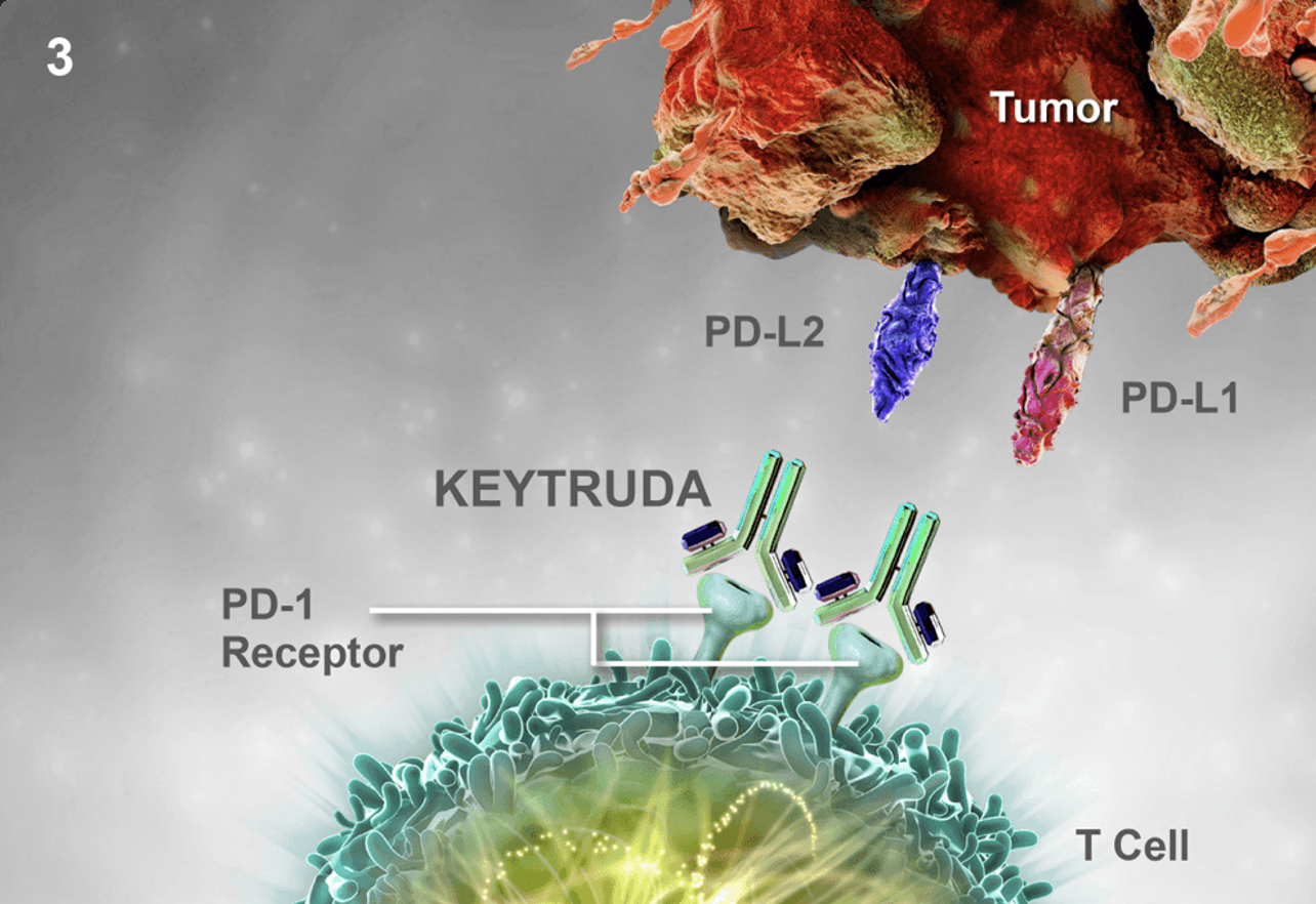 图片来源：Keytruda. KellyOnTech