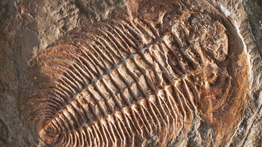 Trilobite fossil specimen KellyOnTech